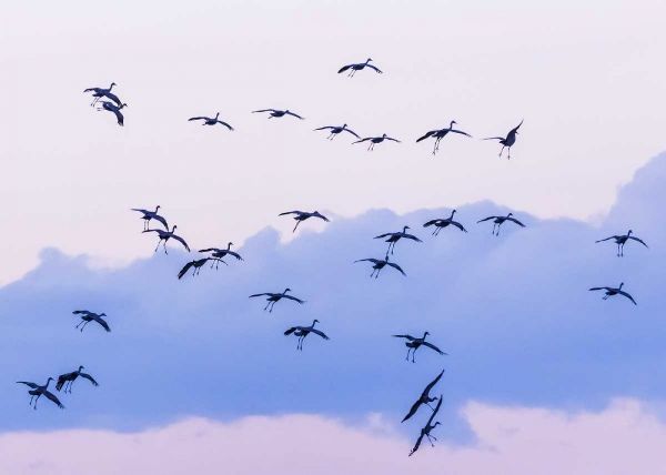 New Mexico Sandhill cranes in flight near sunset